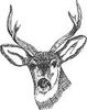 Deer Head Image